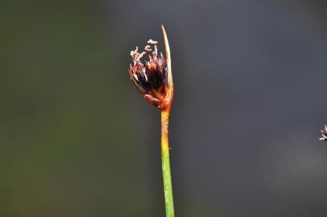 Chestnut rush displaying characteristic brown flower clusters