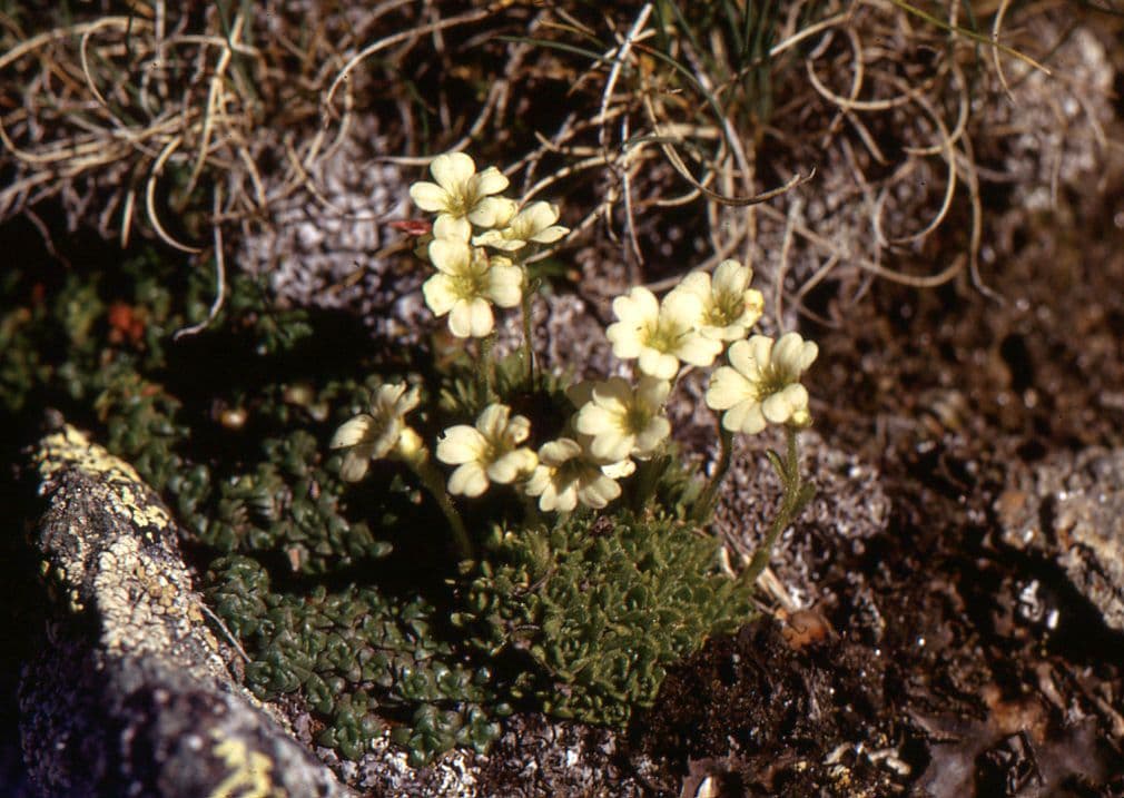 Saxifraga muscoides formant un tapis dense ressemblant a de la mousse avec des fleurs blanches en milieu alpin