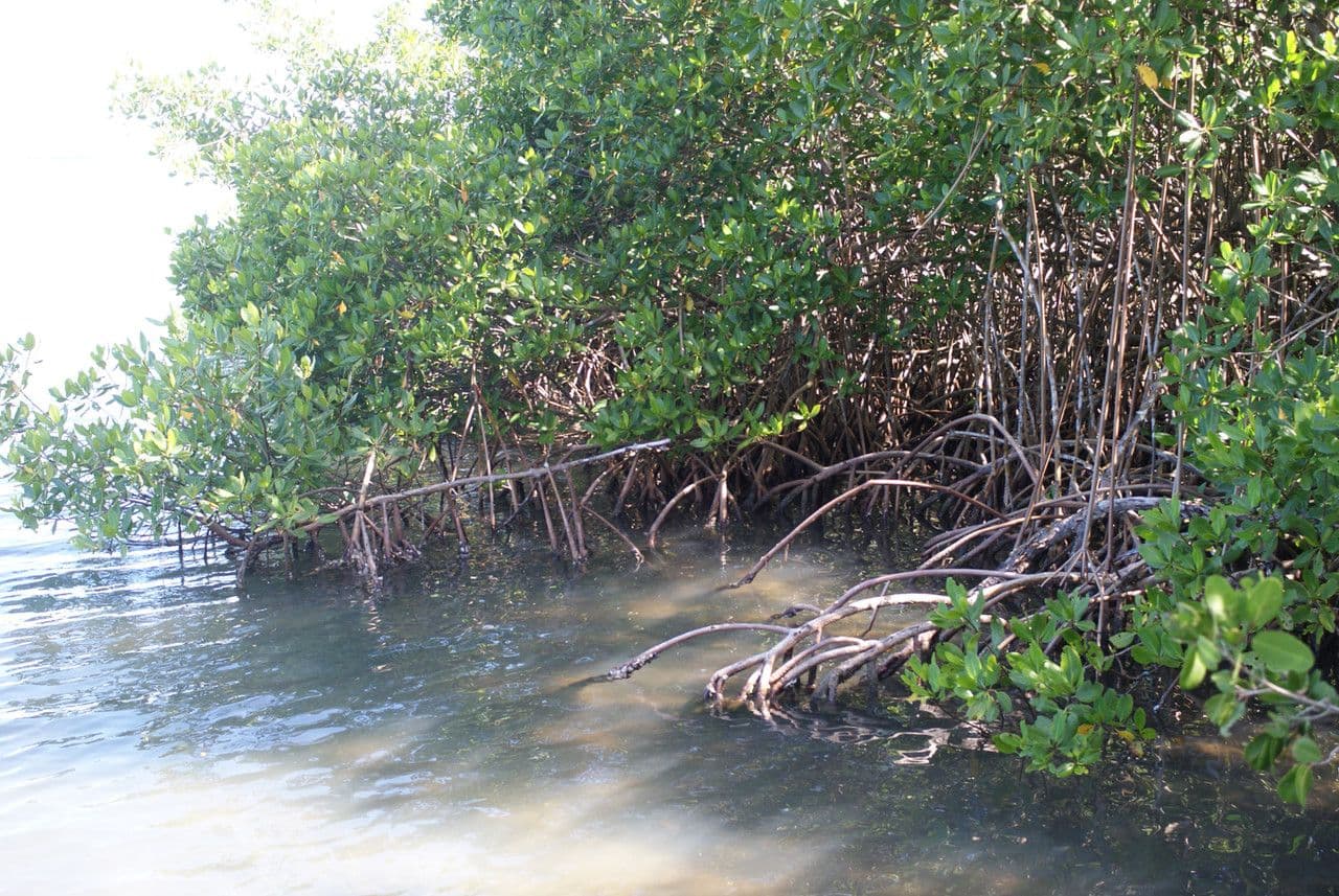 Fascinating stilt roots of red mangrove Rhizophora mangle