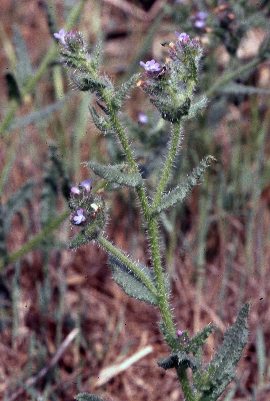 Welligblättrige Ochsenzunge mit violetten und blauen Blüten in einer mediterranen Landschaft