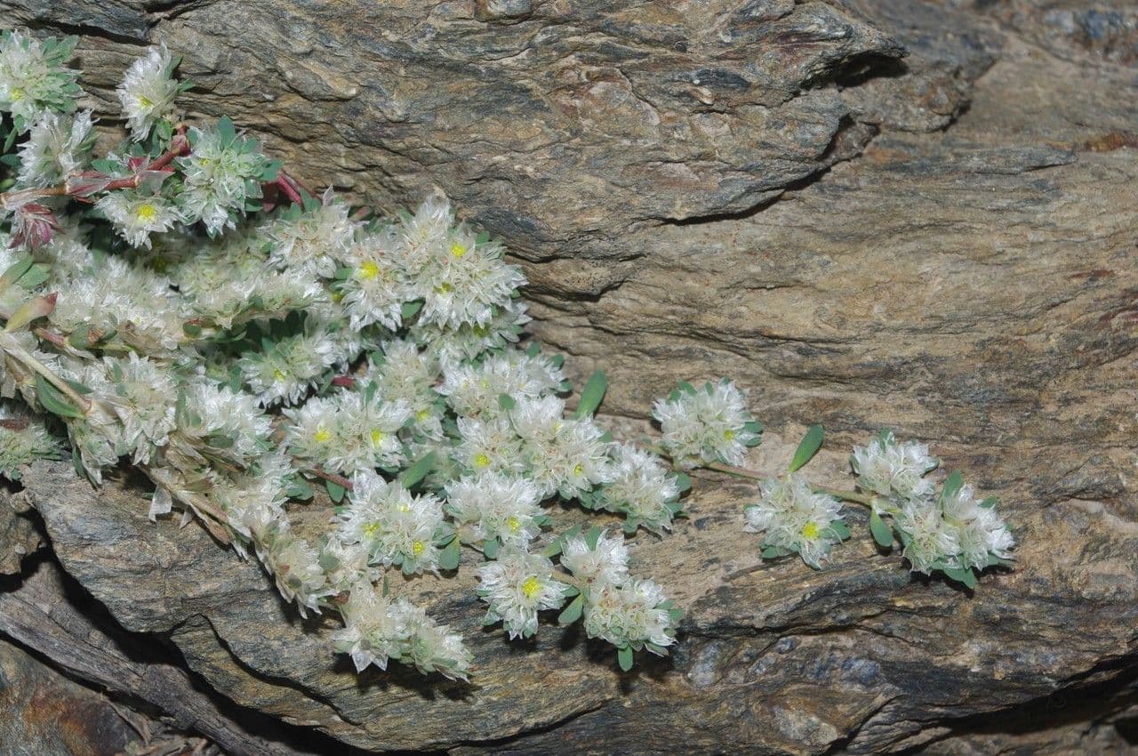 Paronychia polygonifolia forming a silvery mat over rocky ground in southern Europe