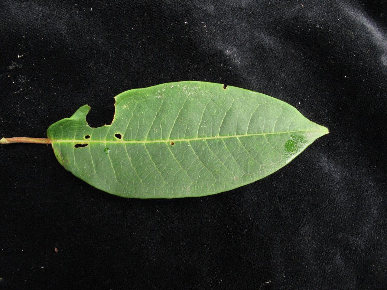 Bluehender Ast von Prunus cornuta