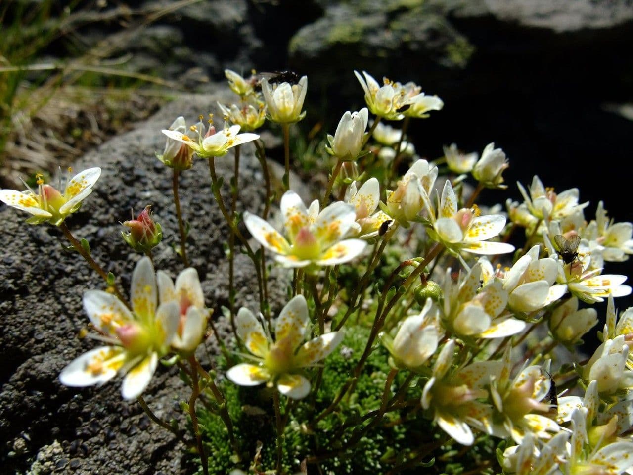 Saxifrage faux bryum avec fleurs blanches delicates en cadre rocheux