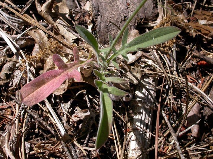 Agoseris grandiflora mit leuchtend gelben Blüten auf Grasland