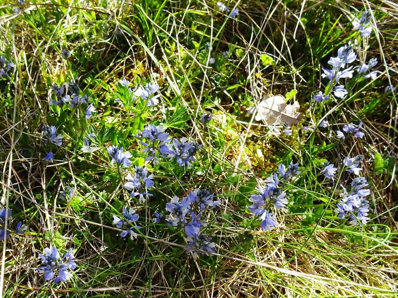 Polygala calcarea blauwe bloemen in volle bloei