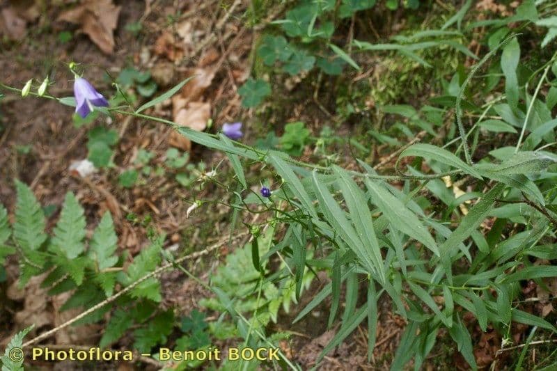 Delicate blue bellflower blooms in alpine landscape