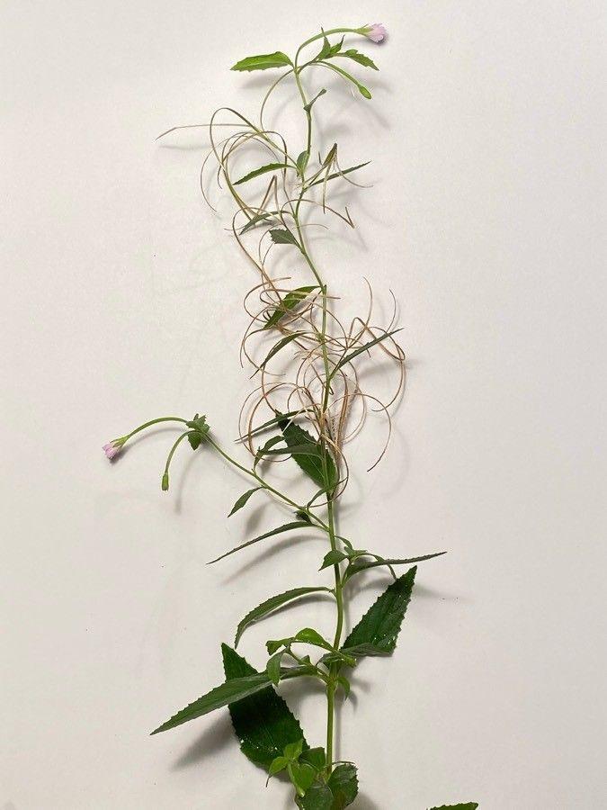 Berg-Weidenröschen in voller Blüte am Waldrand bei diffuser Lichtführung