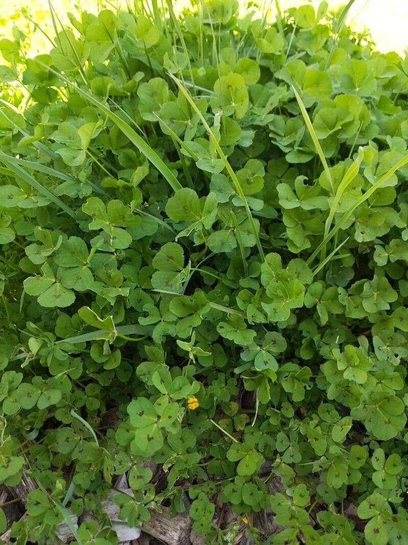 Gevlekte luzerne plant met bloemen