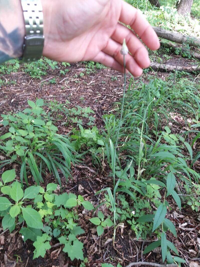 Slangenlook plant in volle bloei op een zonnig grasveld met paarse bollen boven het blad