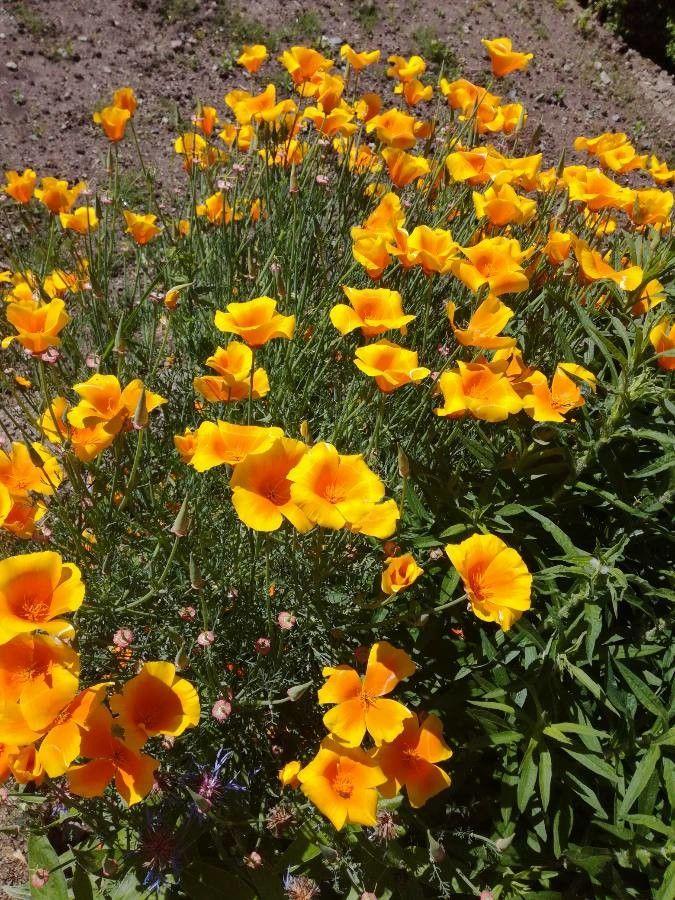 Gele en oranje Slaapmutsje-bloemen in een droge, zonnige tuin met goed doorlatende grond.
