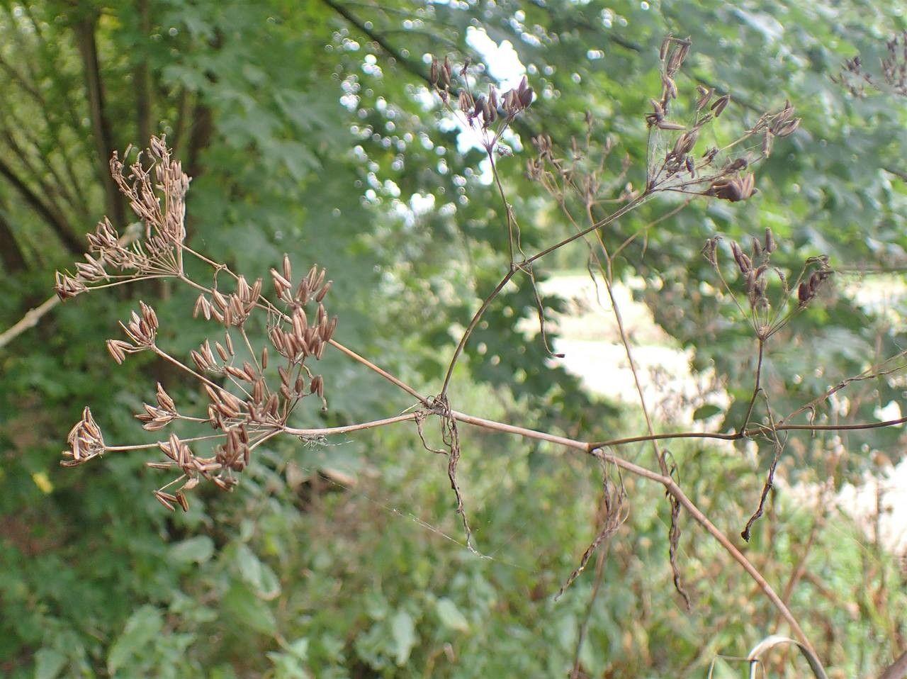 Cerfeuil bulbeux en fleur dans une bordure ensoleillée