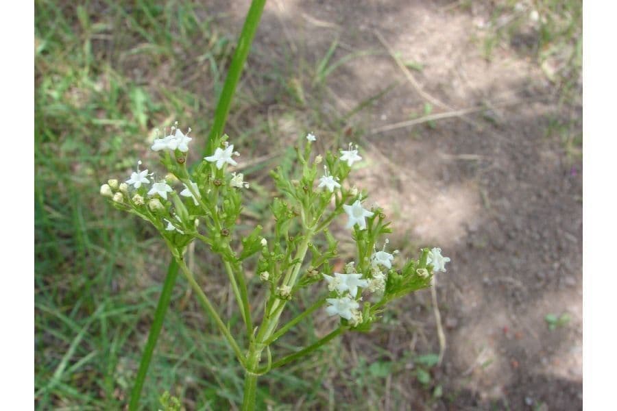 Valeriana occidentalis western valerian with white flowers in mountain setting