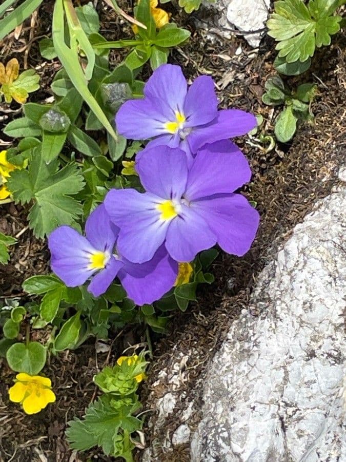 Mont-Cenis-Stiefmuetterchen mit violett-blauen Blueten im alpinen Geroell