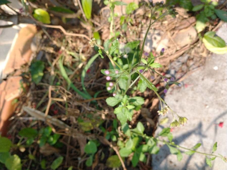 Cyanthillium cinereum en fleurs avec ses capitules violets