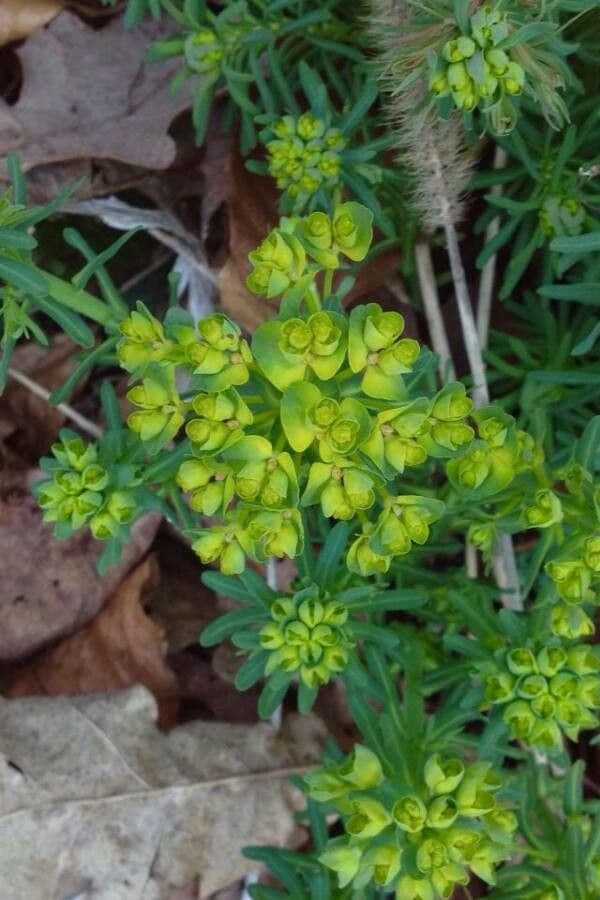 Kroontjeskruid (Euphorbia helioscopia) met bolvormige bloemkroonen