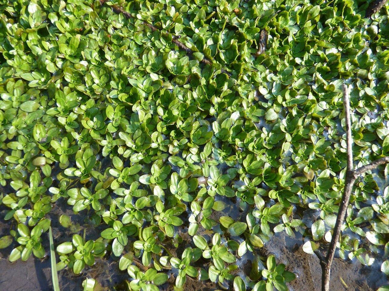 Teich-Wasserstern wächst in klarem Teichwasser mit dunkelgrünen, sternförmig angeordneten Blättern