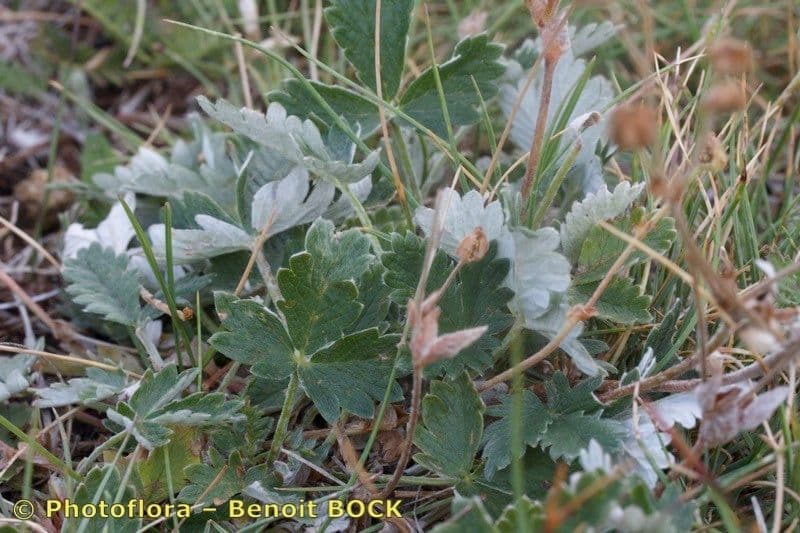 Pure white flowers of Snow Cinquefoil