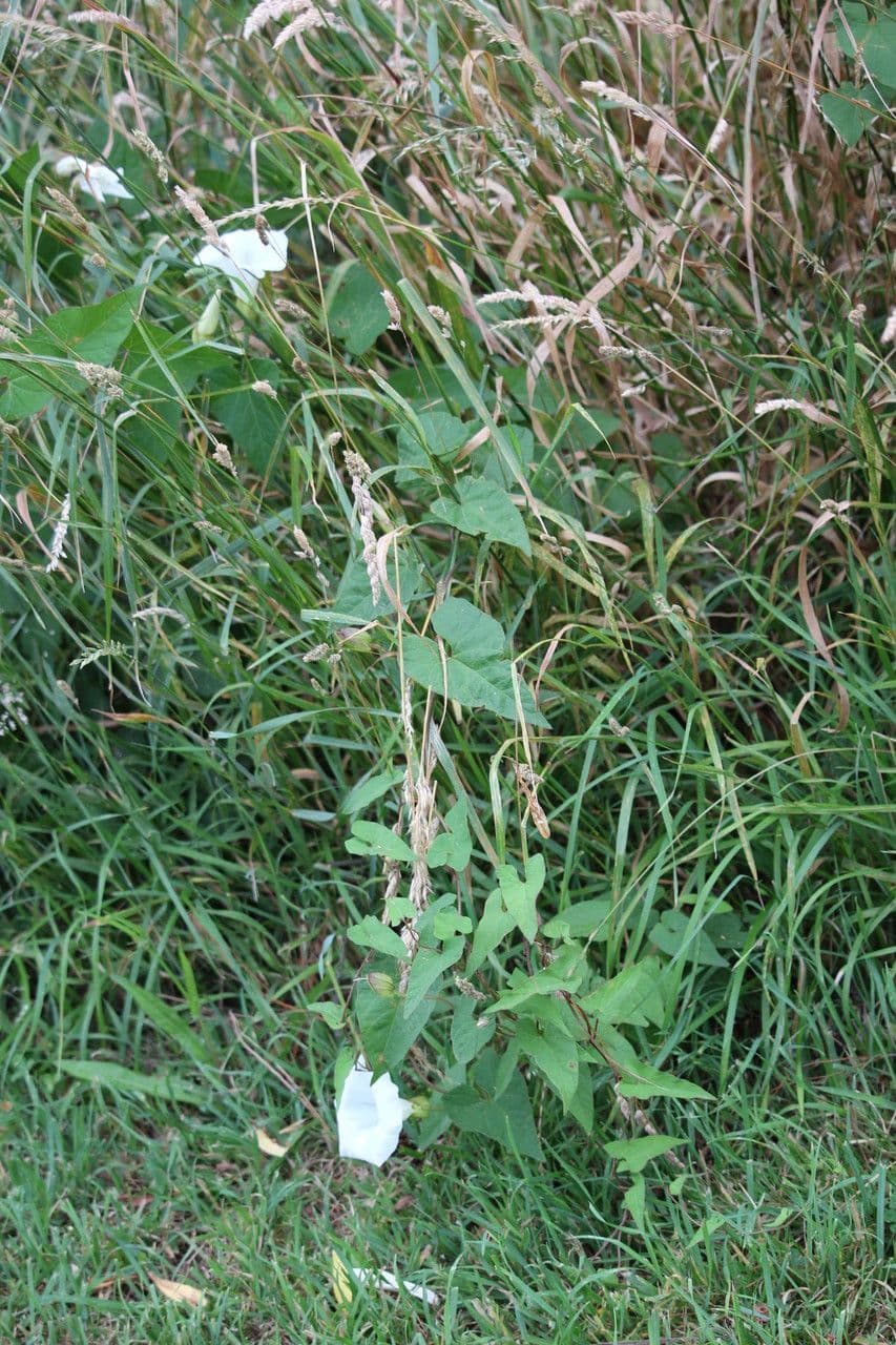 Calystegia silvatica avec de grandes fleurs blanches et croissance type vigne