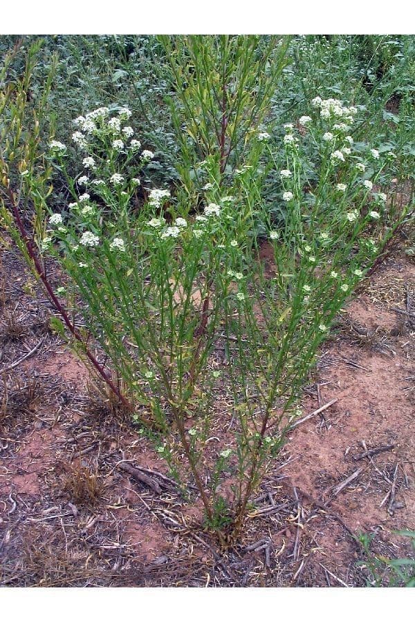 Alkali-Kresse (Lepidium crenatum) in ihrem naturlichen Lebensraum in Utah