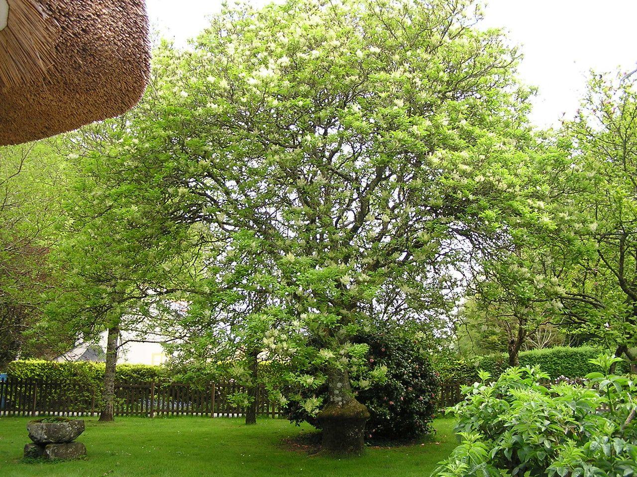 Manna-Esche in voller Blüte mit weißen Blütenständen im Mai