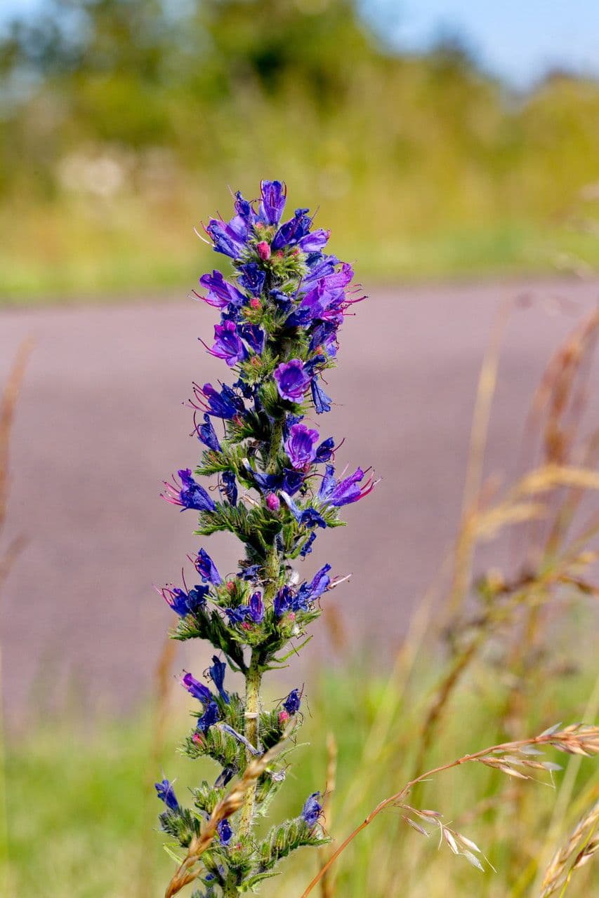 Echium vulgare met intensief blauwe bloemen op lange spijkers
