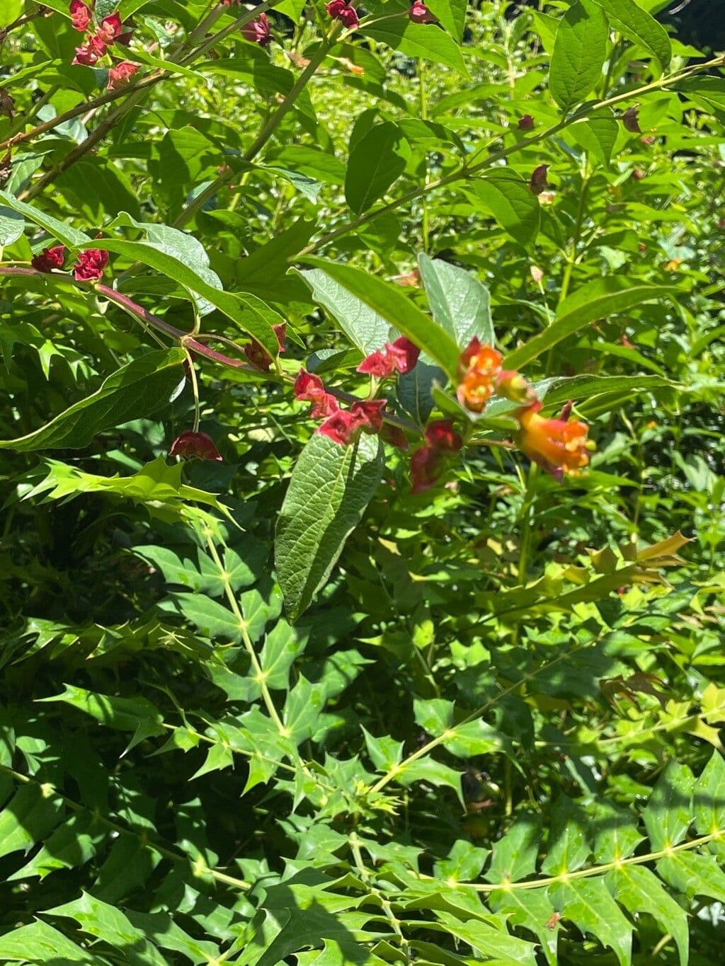 Gele bloemen van Lonicera involucrata met karakteristieke broodnoppen