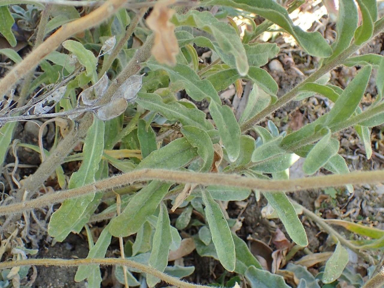 Fibigia clypeata affichant ses fleurs jaunes vibrantes et ses gousses caractéristiques en forme de bouclier
