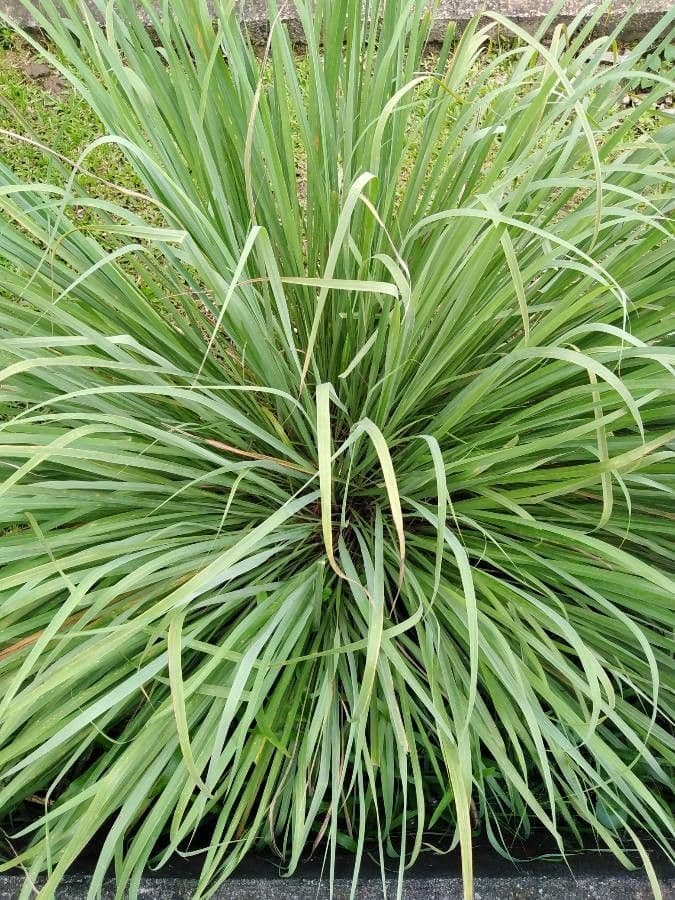Citronellgras (Cymbopogon nardus) mit Laub