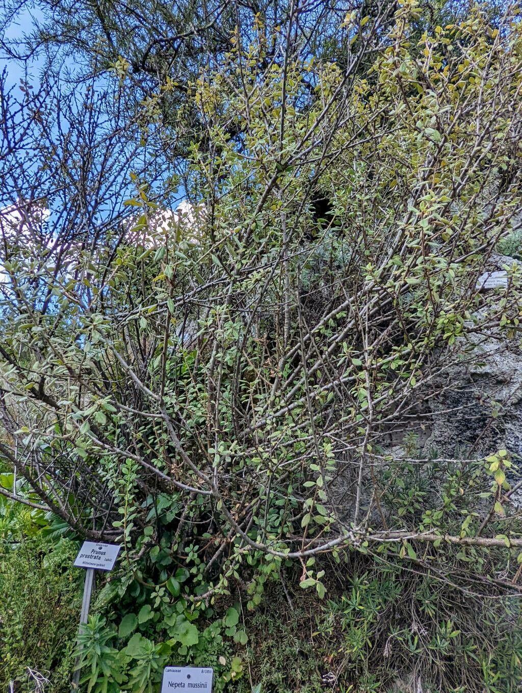 Prunus prostrata in voller Blüte auf einem sonnigen Felsabhäng