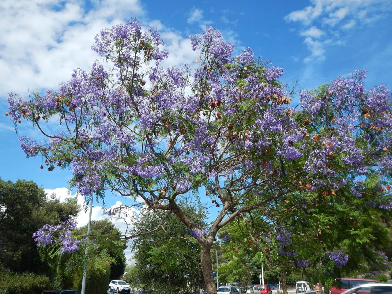Jacaranda mit blau-violetten Blütentrauben
