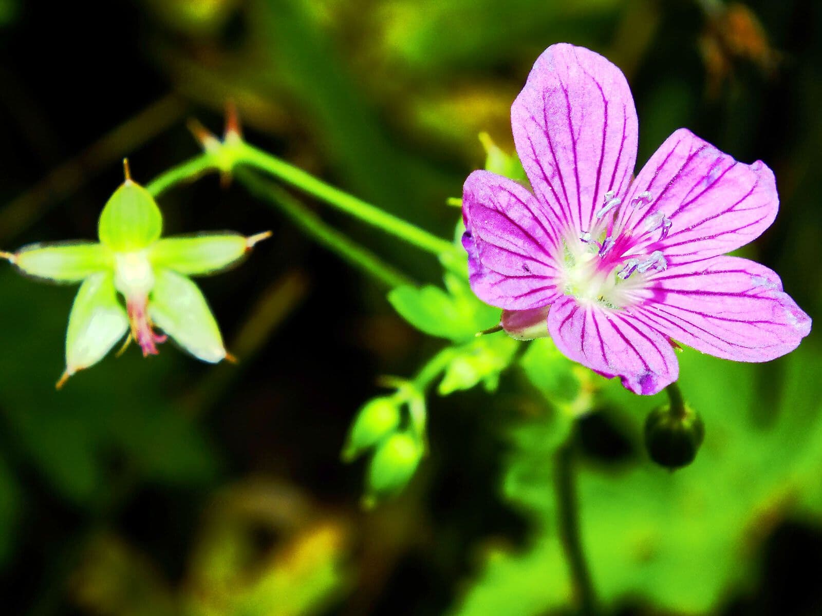 Sumpf-Storchschnabel mit purpurroten Blüten in voller Blüte