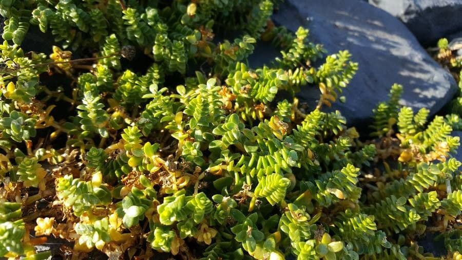 Sea Sandwort with white flowers