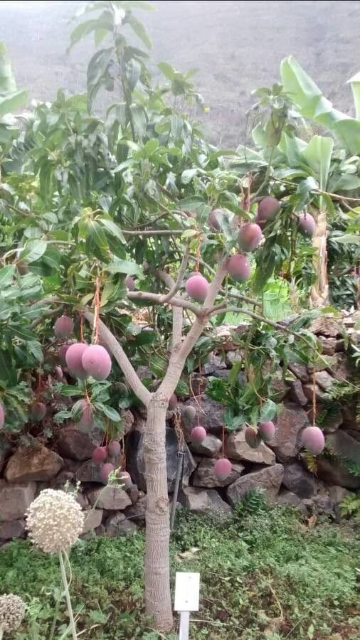 Mangoboom met rijpe vruchten in zonovergoten tuin