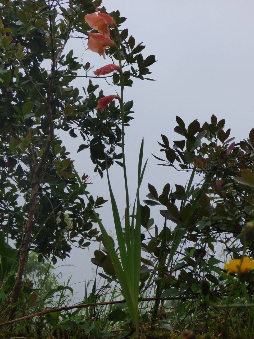 Statige bloemen van de Primel-Gladiool