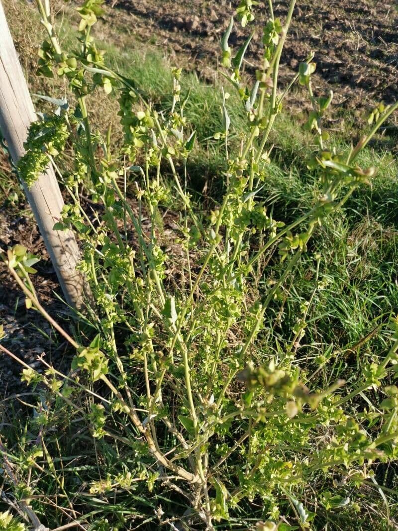 Image de Atriplex micrantha