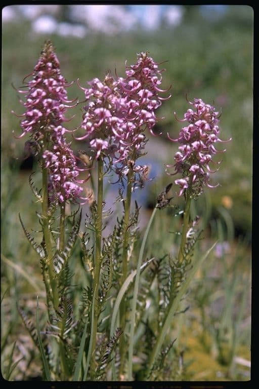 Pedicularis groenlandica met roze olifantskoppen bloemen in een alpiene weide