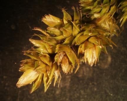 Sedge de Mühlenberg avec feuillage herbacé fin en habitat sableux