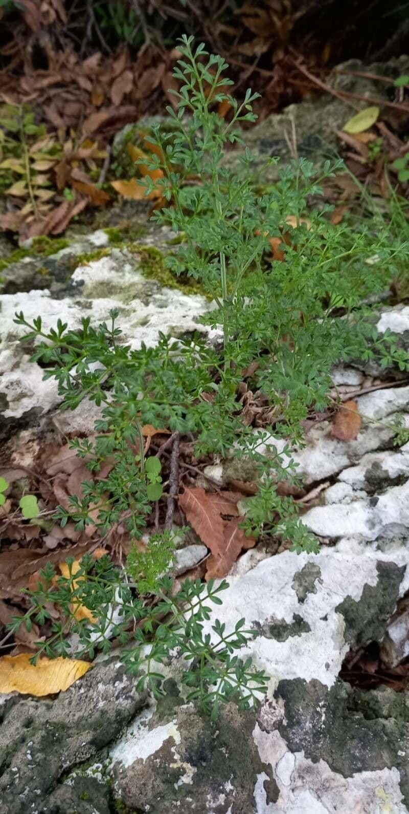 Laserpitium gallicum mit weissen Doldenbluten auf einem sonnigen Kalkfelsen
