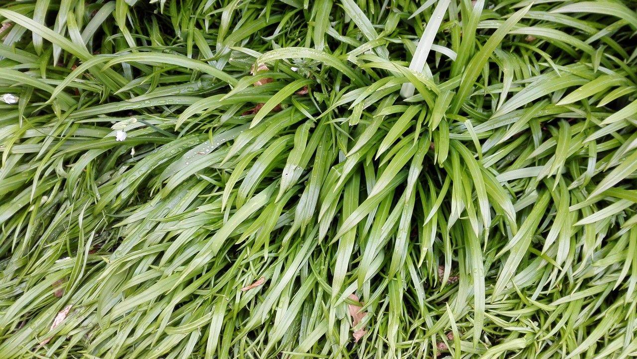 Ail peu fleuri en ombre légère avec de délicates fleurs blanches au-dessus de feuilles fines