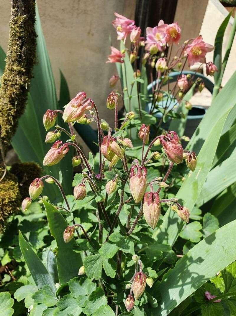 Aquilegia nigricans fleur bleu elegant avec eprons