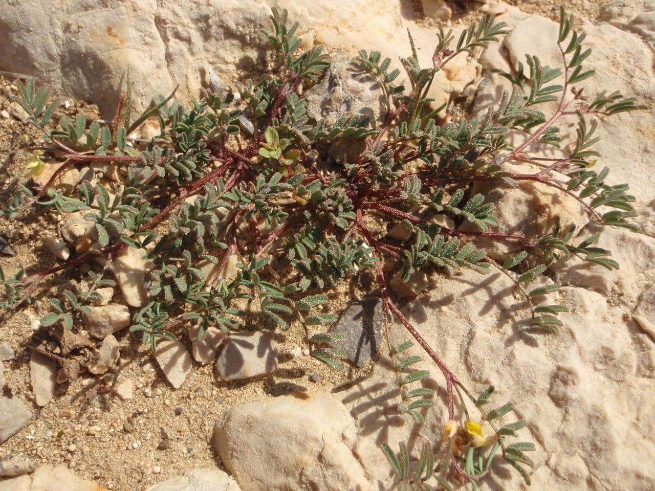 Hippocrepis ciliata fleurs jaunes au printemps