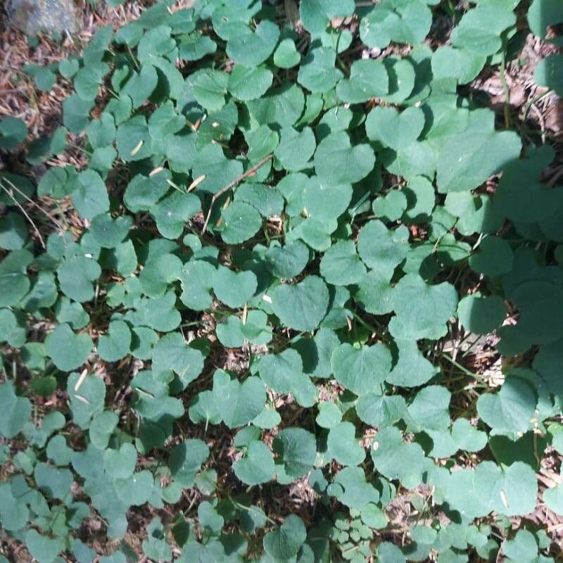 Blassgelbe Bluete von Viola sempervirens zwischen glaenzendem Laub