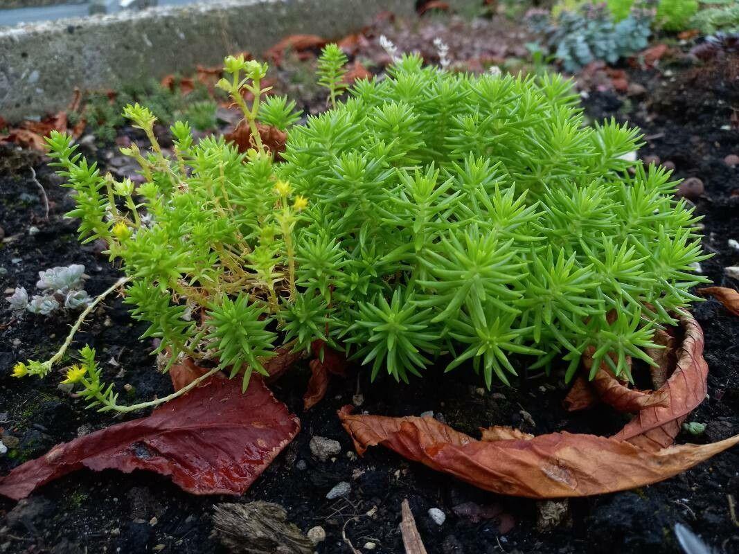 Sedum mexicanum in voller Blüte an einem sonnigen Standort, mit dichten grünen Blättern und gelben Blüten