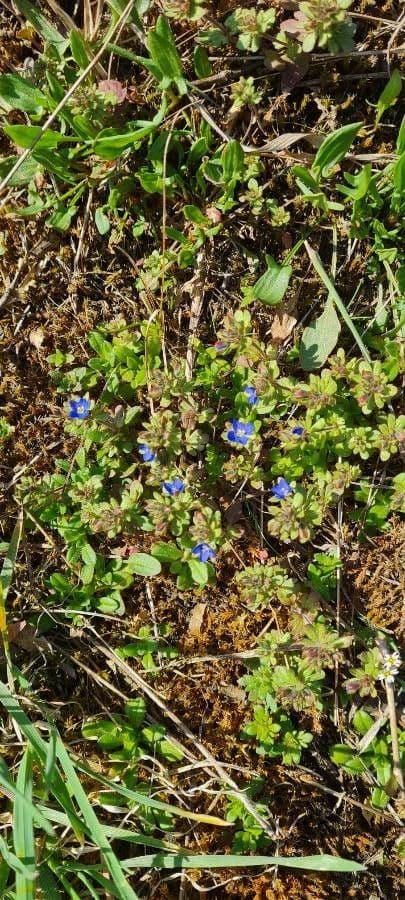 Finger Speedwell with blue flowers and lobed leaves