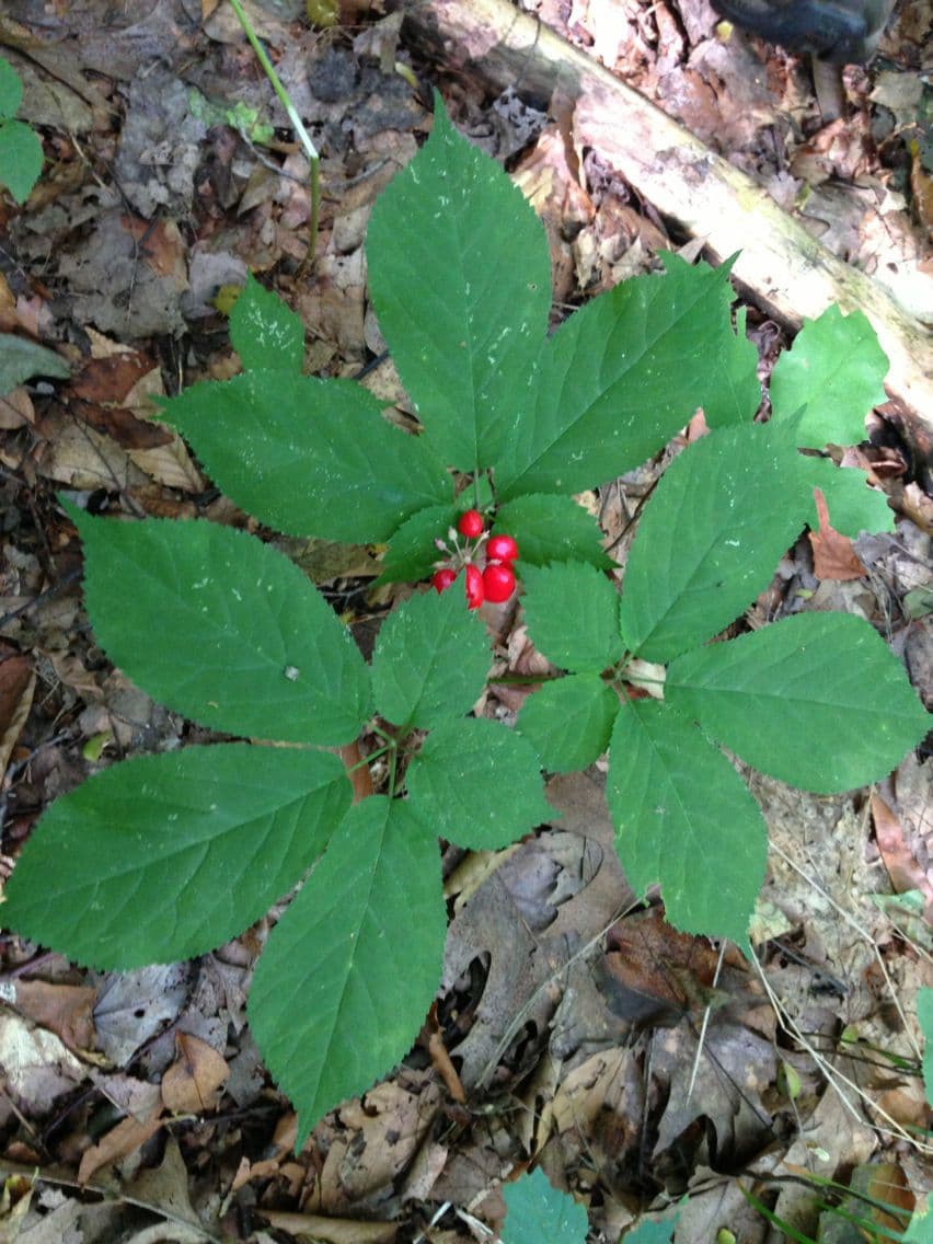 American ginseng with five-leafed foliage and red berries