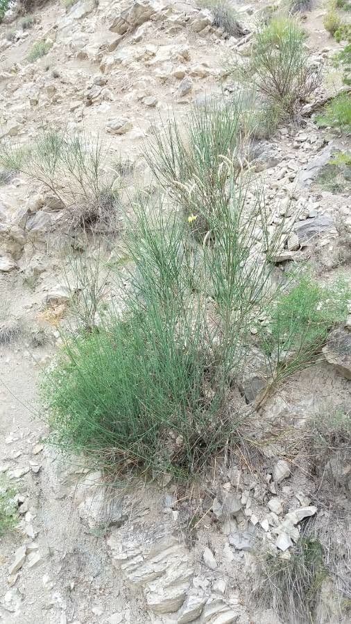 Spartier jonc (Spartium junceum) avec des fleurs jaunes parfumees sur des branches vertes elegantes