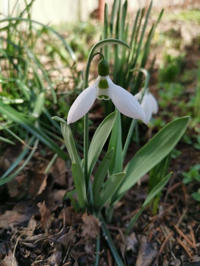 Giant snowdrop flowers in snow