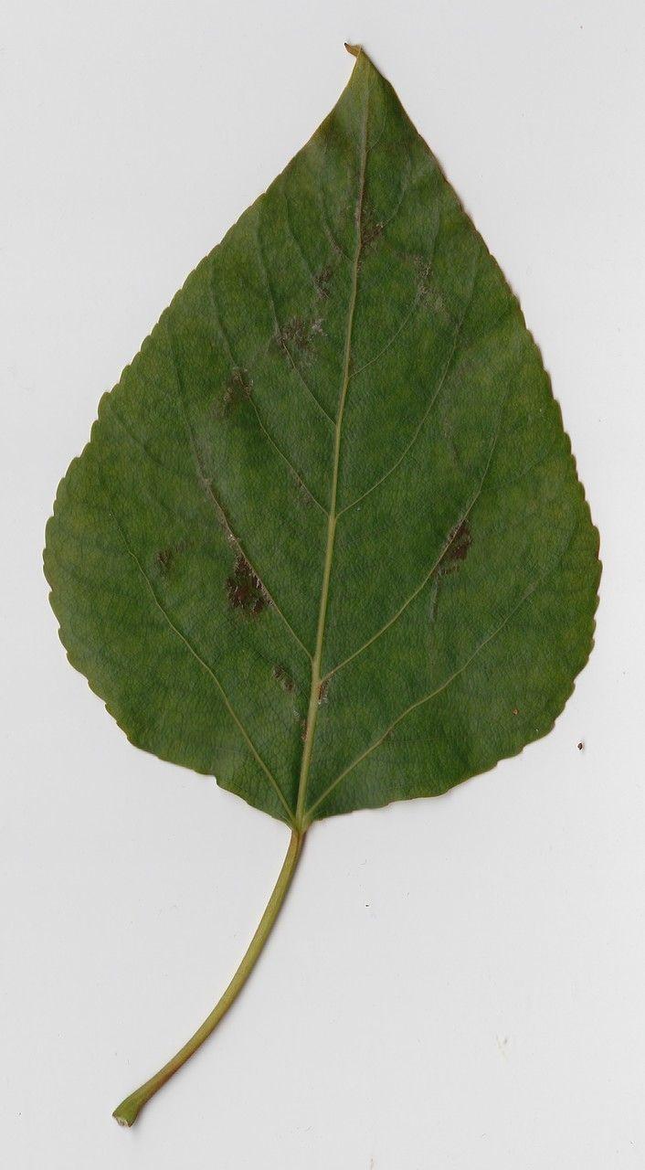 Westliche Balsam-Pappel in voller Wuchskraft an einem Flussufer, hellgrüne Blätter im Wind