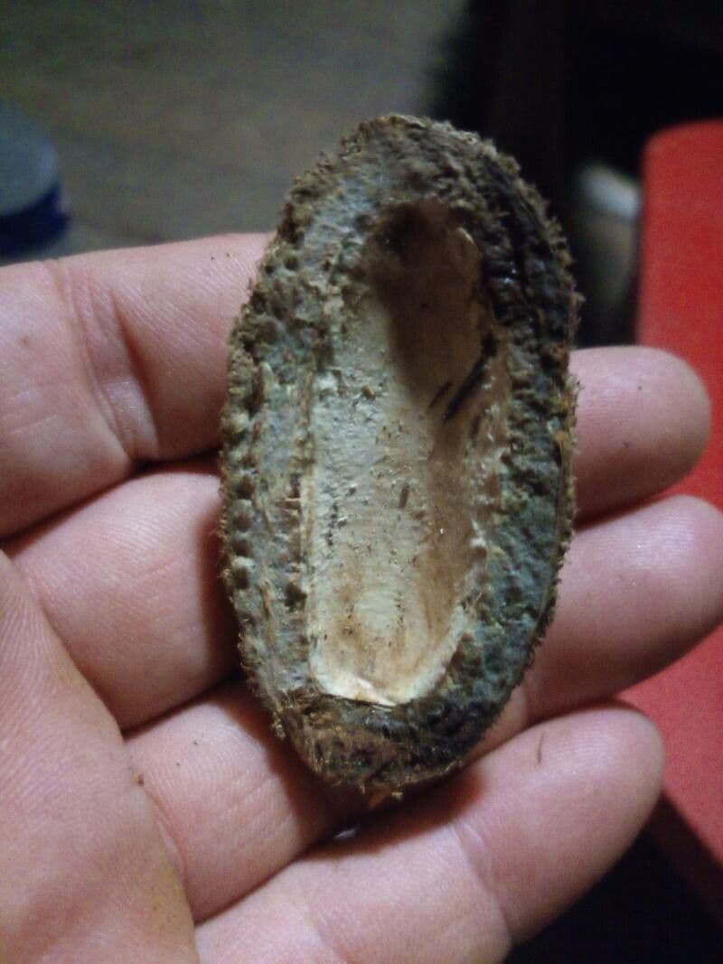 Dipteryx odorata (Tonka bean tree) displaying characteristic winged seed pods in tropical Amazon setting