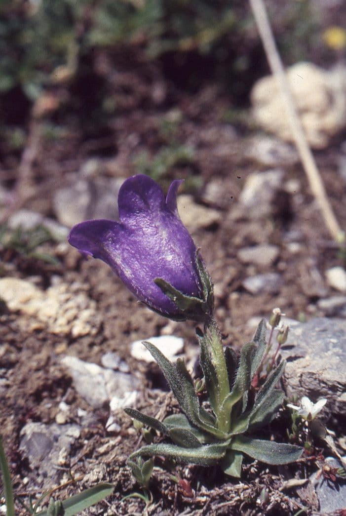 Blue bell-shaped flowers of Campanula alpestris